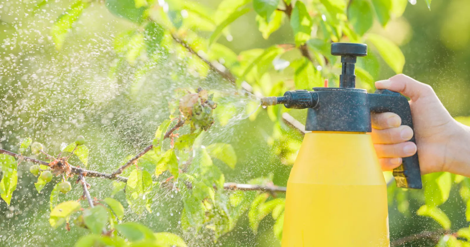 A hand holding a yellow spray container misting plants with pesticide